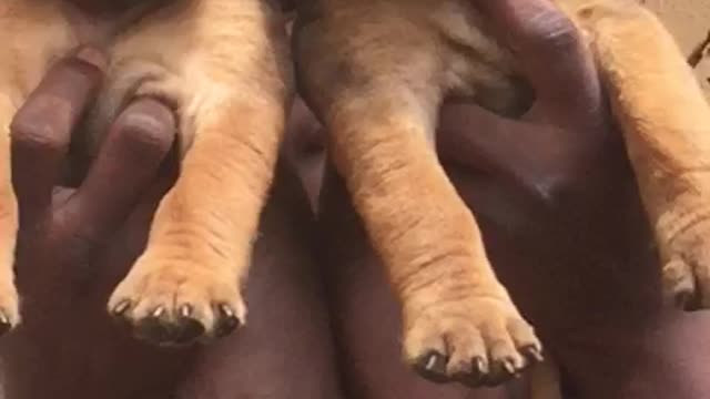 My Little puppies are growing fast