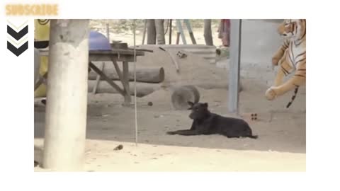 funny animal must watch.