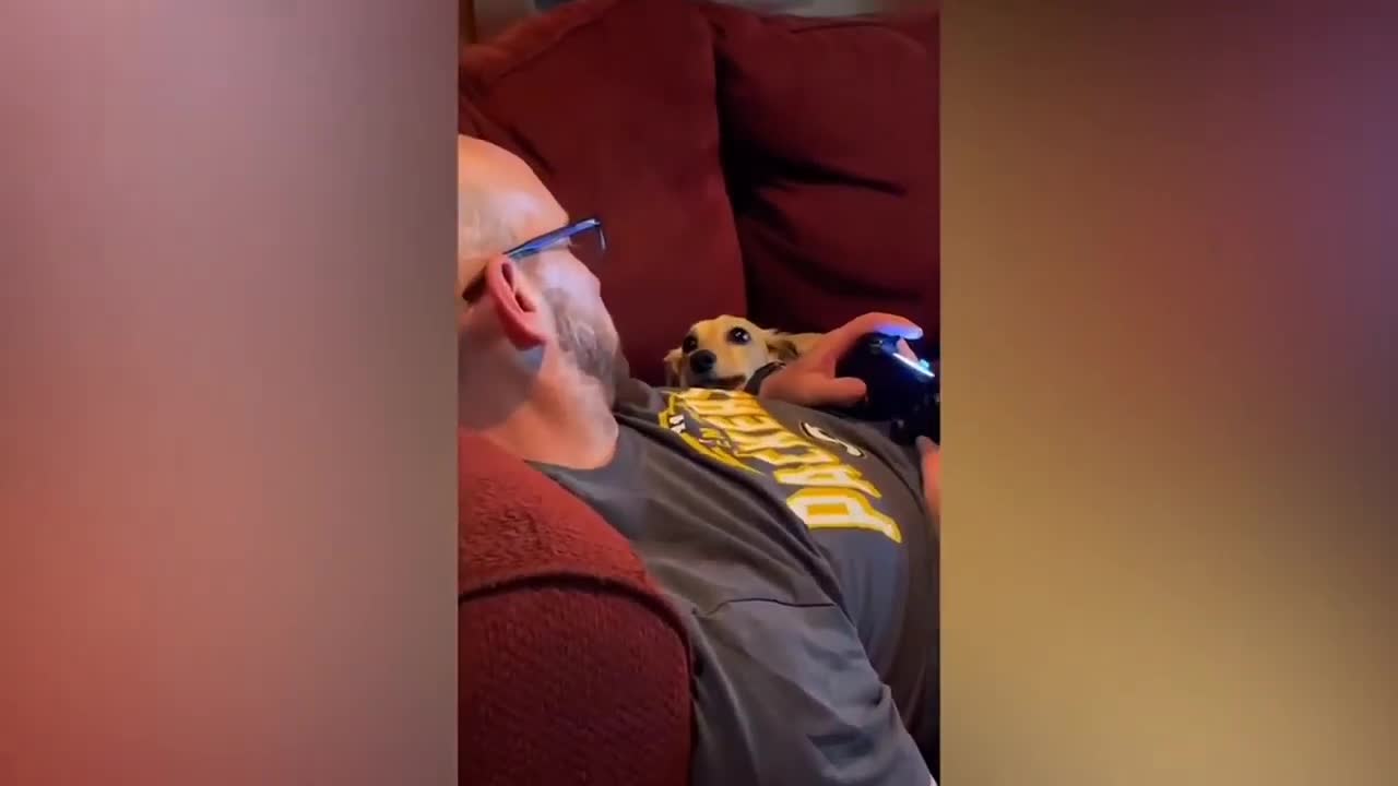 Best funny cats and dogs compilation 2021- 1