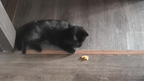 cat prank