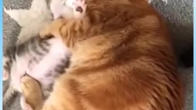 OMG These Cats Are So Cute And Beautiful | Viral Cat