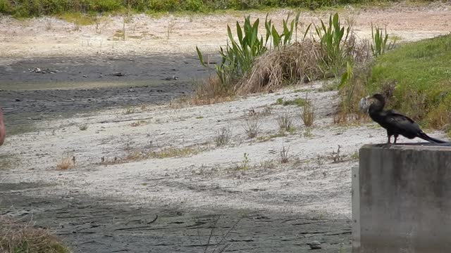 Florida Bird Rescue