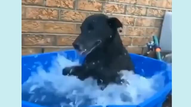 Perrito jugando en el agua