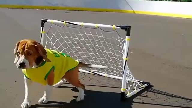 The best DOGO goalkeeper in the world!😍😍
