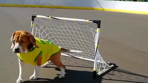 The best DOGO goalkeeper in the world!😍😍