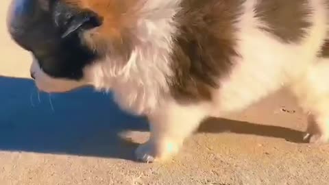 OMG 😱 cute cat 😱😘😘