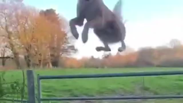 ❤️😹 Funniest Animals 😹 - Best Of The 2022 🙊❤️ Funny Animal Videos Ep 08 #Shorts#Pets ❤️