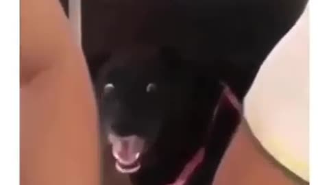 dog clean reaction 🔥🔥 #SHORT VIDEO