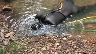 VA Gold On the Creek tong Quart June 2008 1