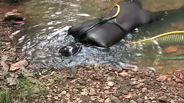 VA Gold On the Creek tong Quart June 2008 1