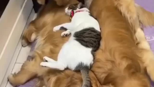 cat and dogs