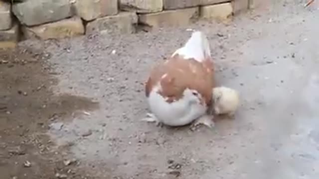 The pigeon adopts the chick