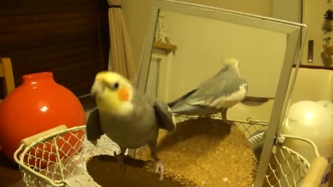 FunnyParrotsGoingCrazyCutestParrotsCompilation20202p5