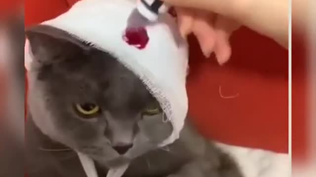 Cute Cat 😸Pets Cats Funny Video 😂cat funny moments😍 #cutecatfunny #kitten #cats #shorts #2022 #cat