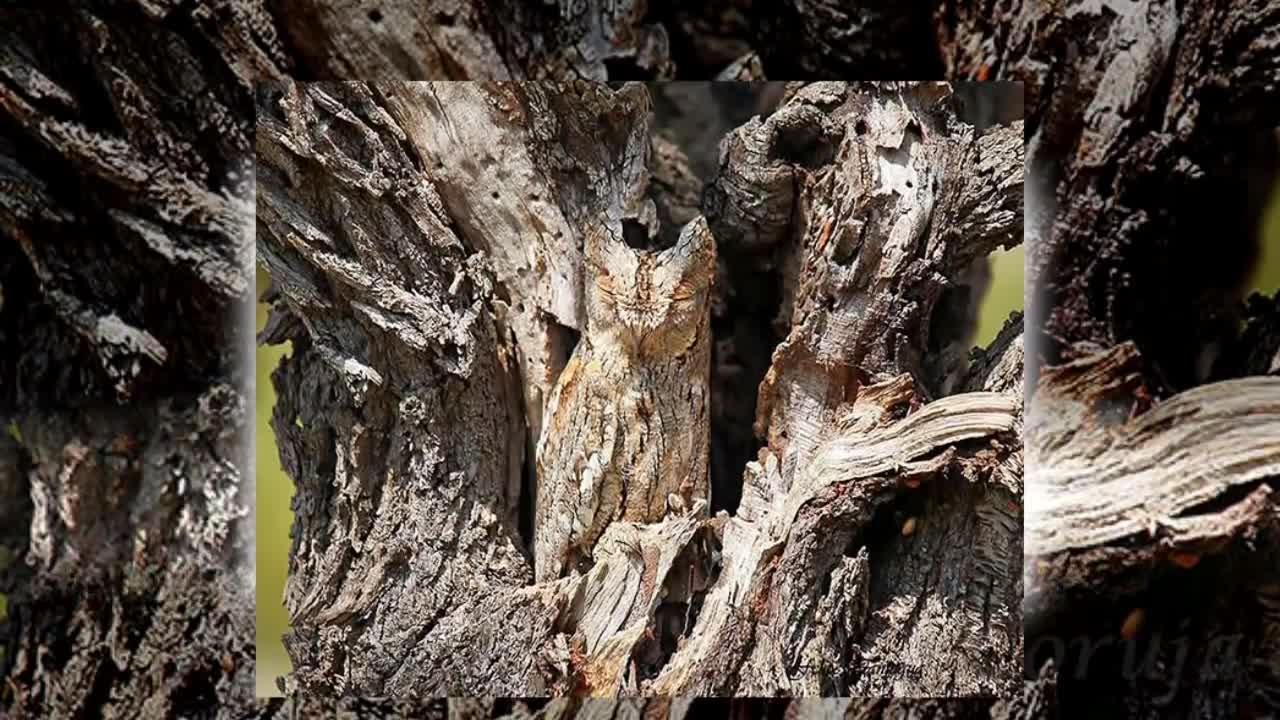 6 master animals in camouflage the best