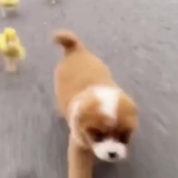 #ducklings #puppy #animals Puppy and ducklings