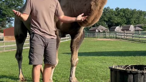 Animal lover
