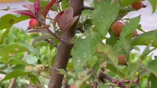 The fruit on the tree will ripen soon