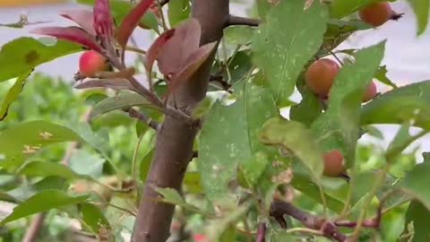 The fruit on the tree will ripen soon