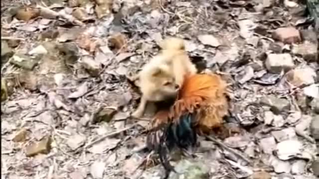Köpek VS tavuk komik hayvan kavga videosu
