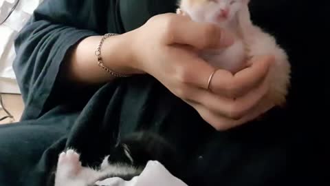 Small Tiny cats on my hand