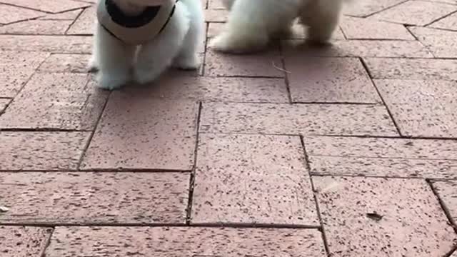 Cute Dog, Dog Playing Hide and Seek With Owner, Funny puppies😍