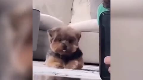 funny owners of those animals，bad people