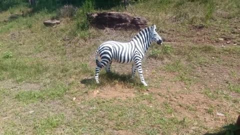 cute zebra statue