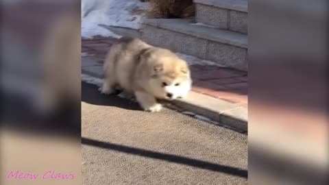 Cute puppies funny adorable