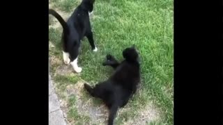 try not to laugh or grin while watching funny animals