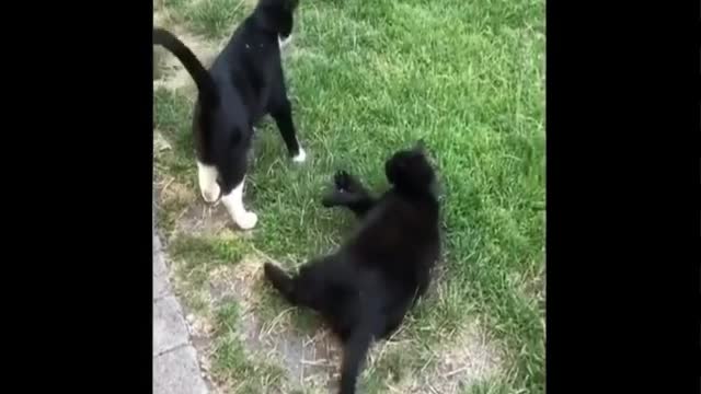 try not to laugh or grin while watching funny animals