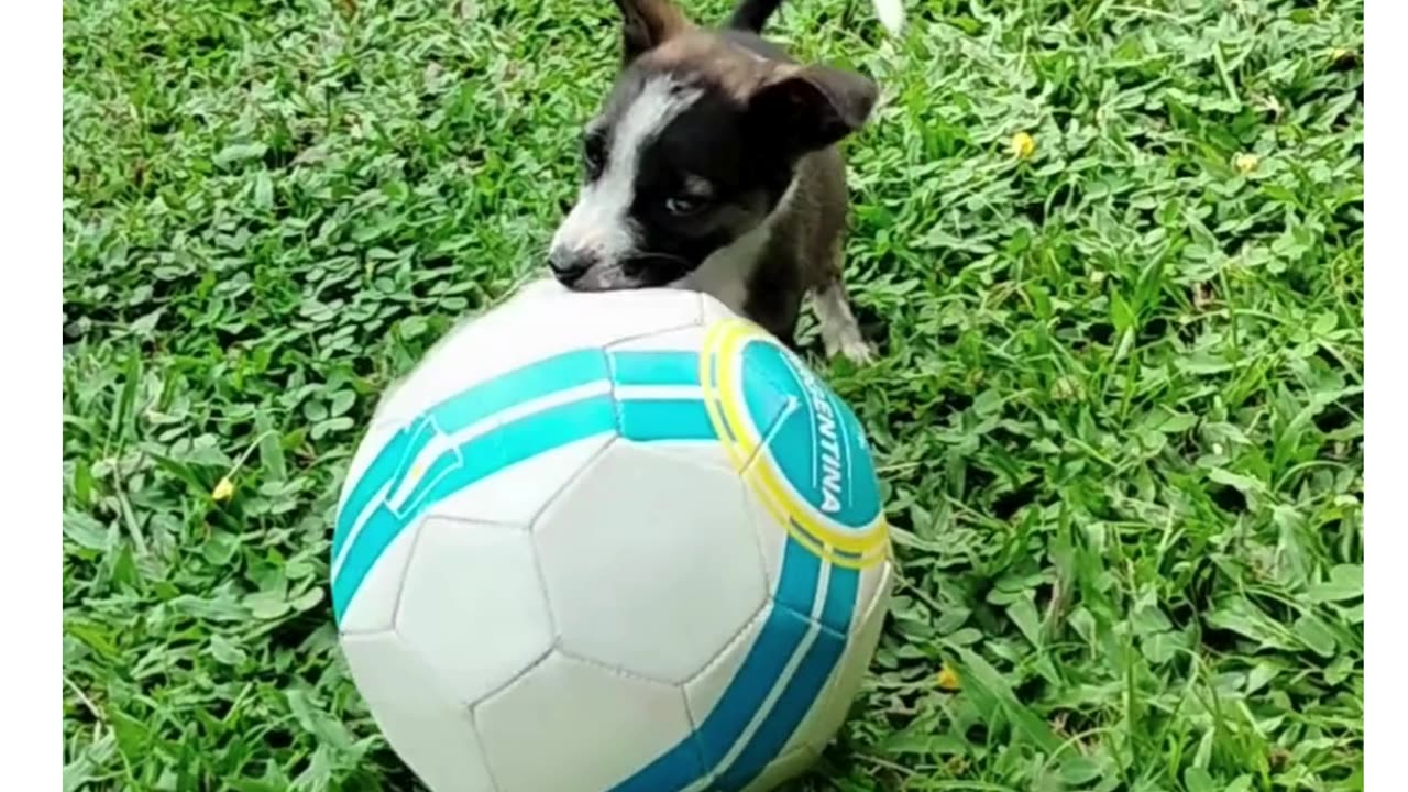 Funny dogs cute playing videos