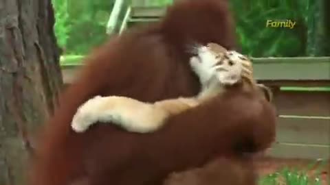 The orangutan feeding the baby tigers milk out of a bottle