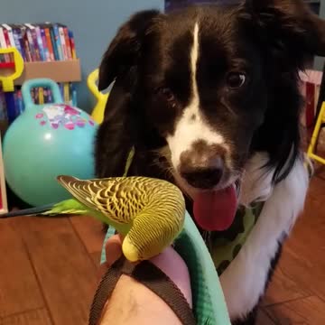 Dog is in love with this bird