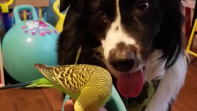 Dog is in love with this bird