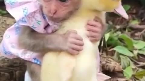 ANIMAL.....