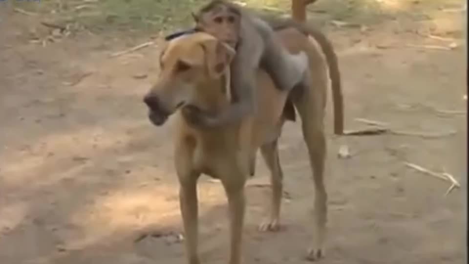 monkey's excitement when meeting a dog