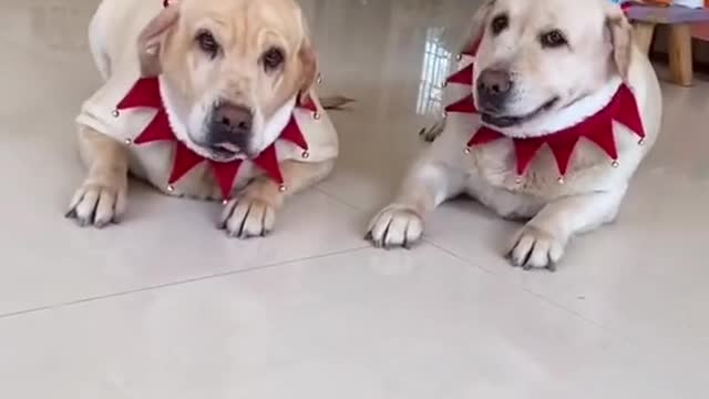 dog funny #shorts 2022🐕🐕🐕🐕🐕🐕🐕🐕
