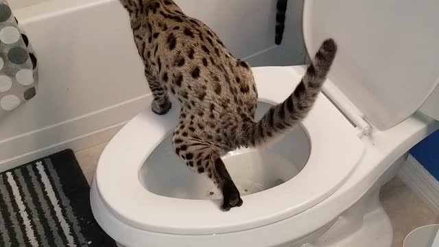 Cat using the toilet