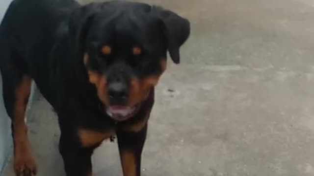 Rottweiler attracted in German shepherd dog