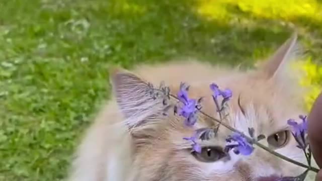 Funny Cats Reactions