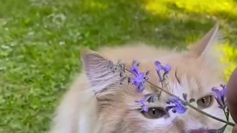 Funny Cats Reactions