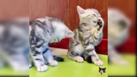 Cute cat video (46), cute and funny kitty, funny cat