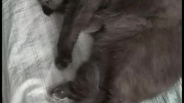 Mafia cat wakes up with the city