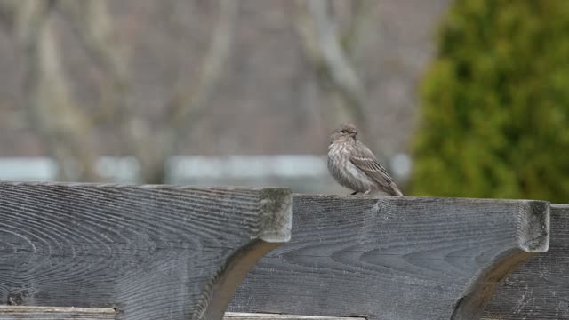 Look!! How beautiful is this bird😍