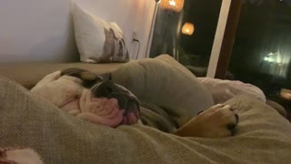 Bulldog knows how to make himself comfy