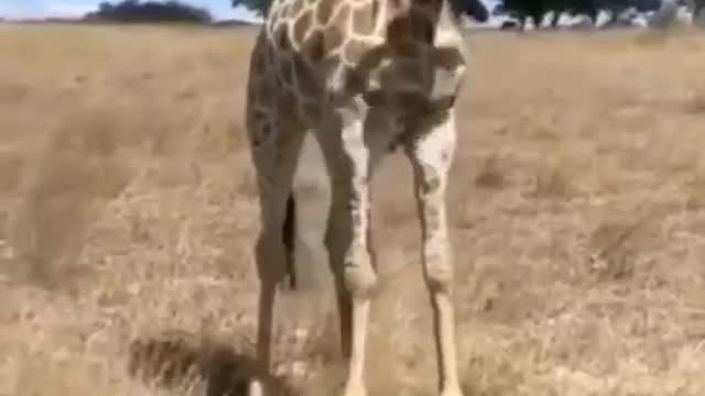 🤣🤣Giraffe eating grass/looks funny🤣🤣