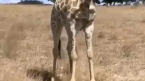 🤣🤣Giraffe eating grass/looks funny🤣🤣