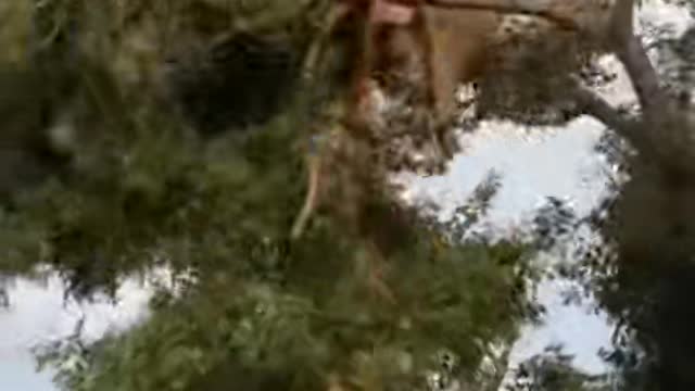 Lion in tree after hunt goes all wrong