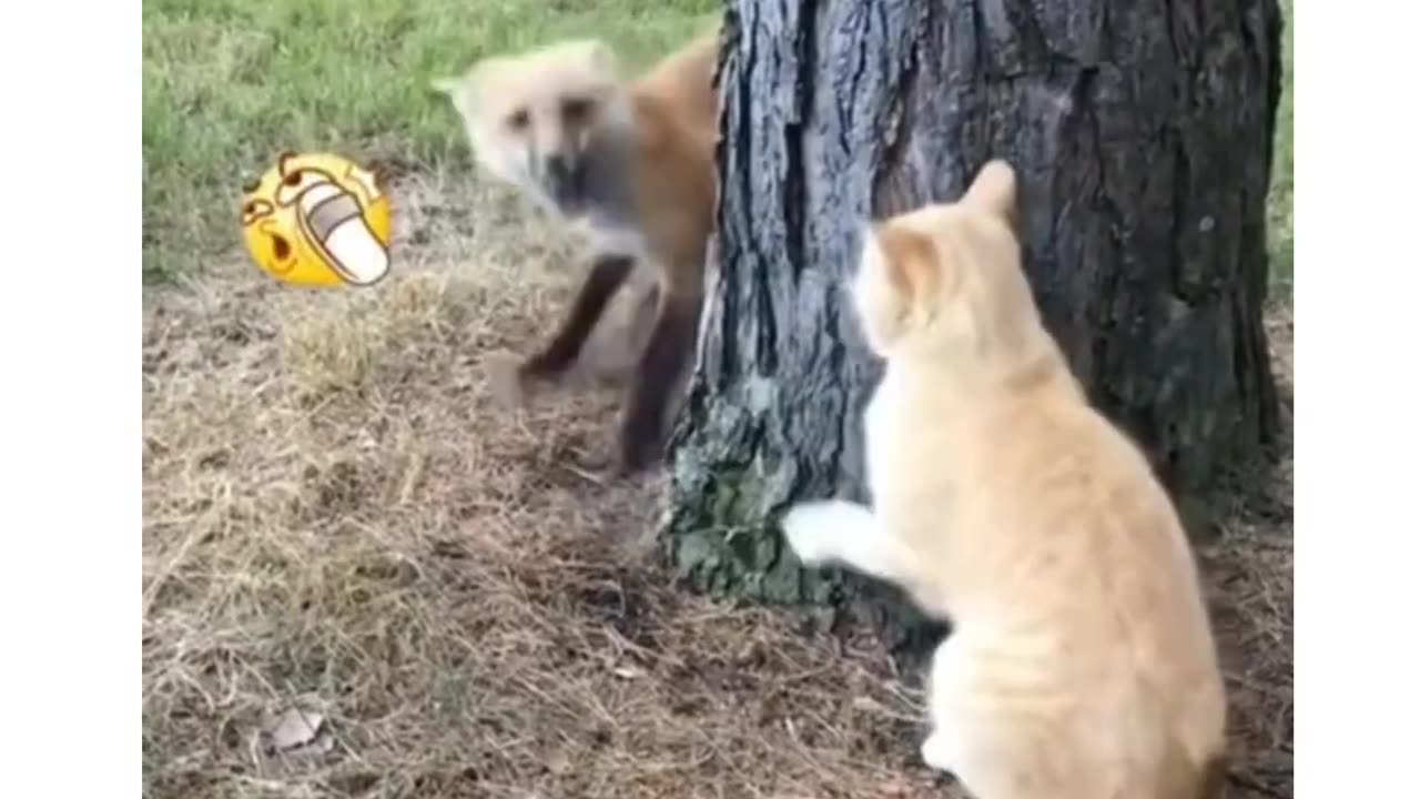 Orange Cat domination